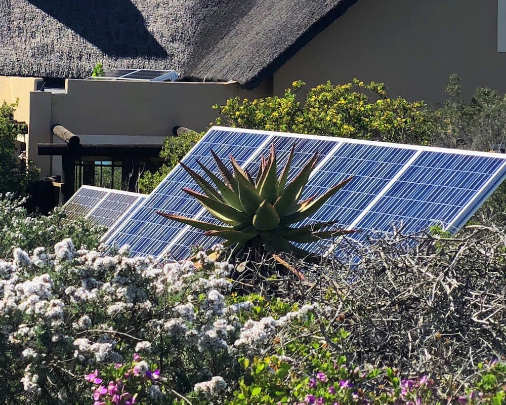 Solar panels on a home rising behind an aloe and flowering fynbos